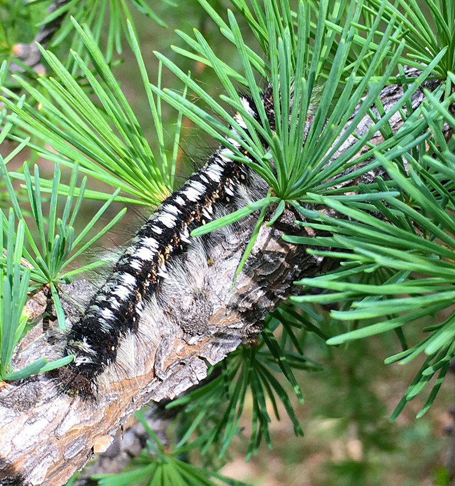 Siberian silkmoth (Dendrolimus sibericus) 