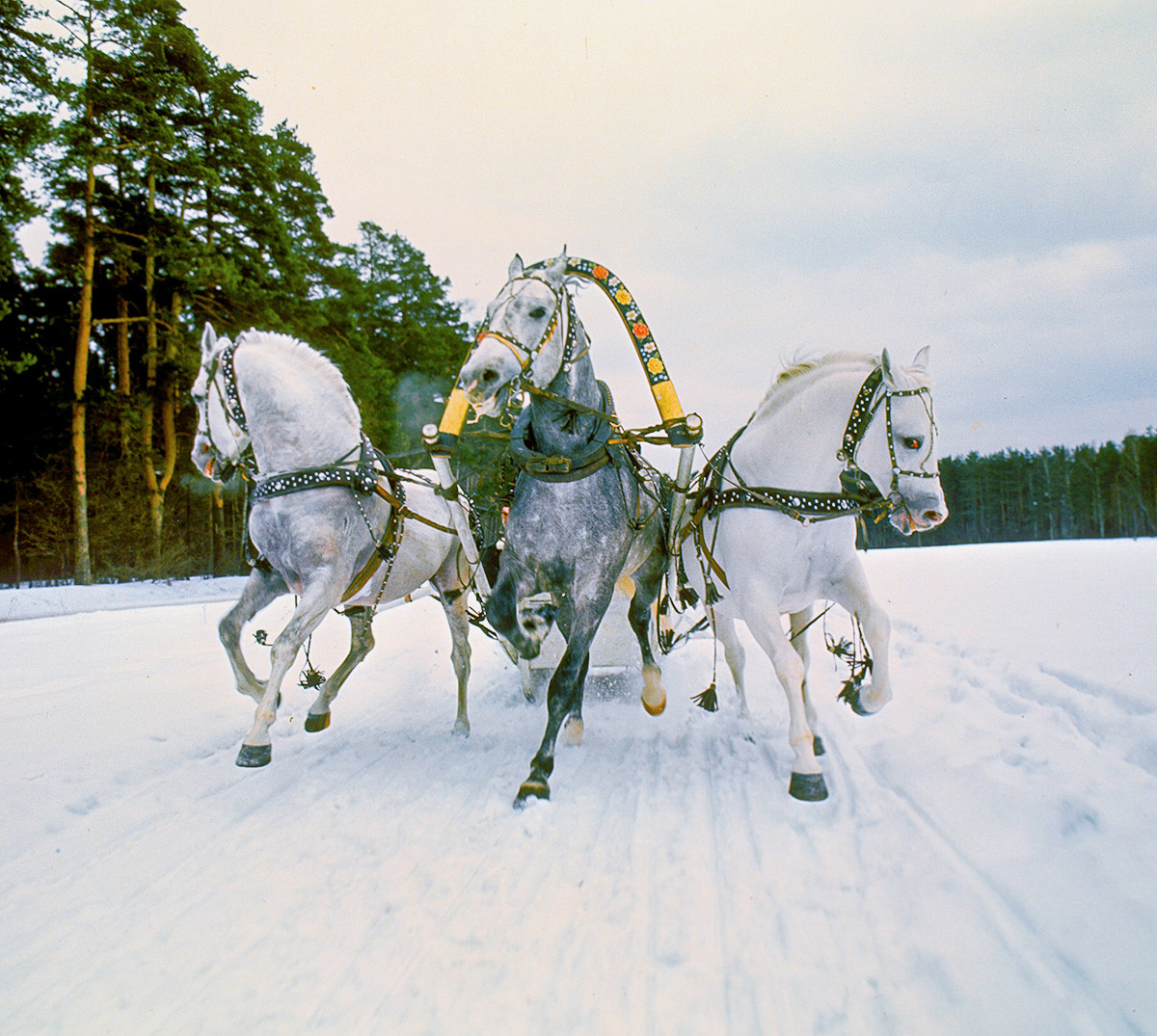 Sleighing on traditional Russian troika. 