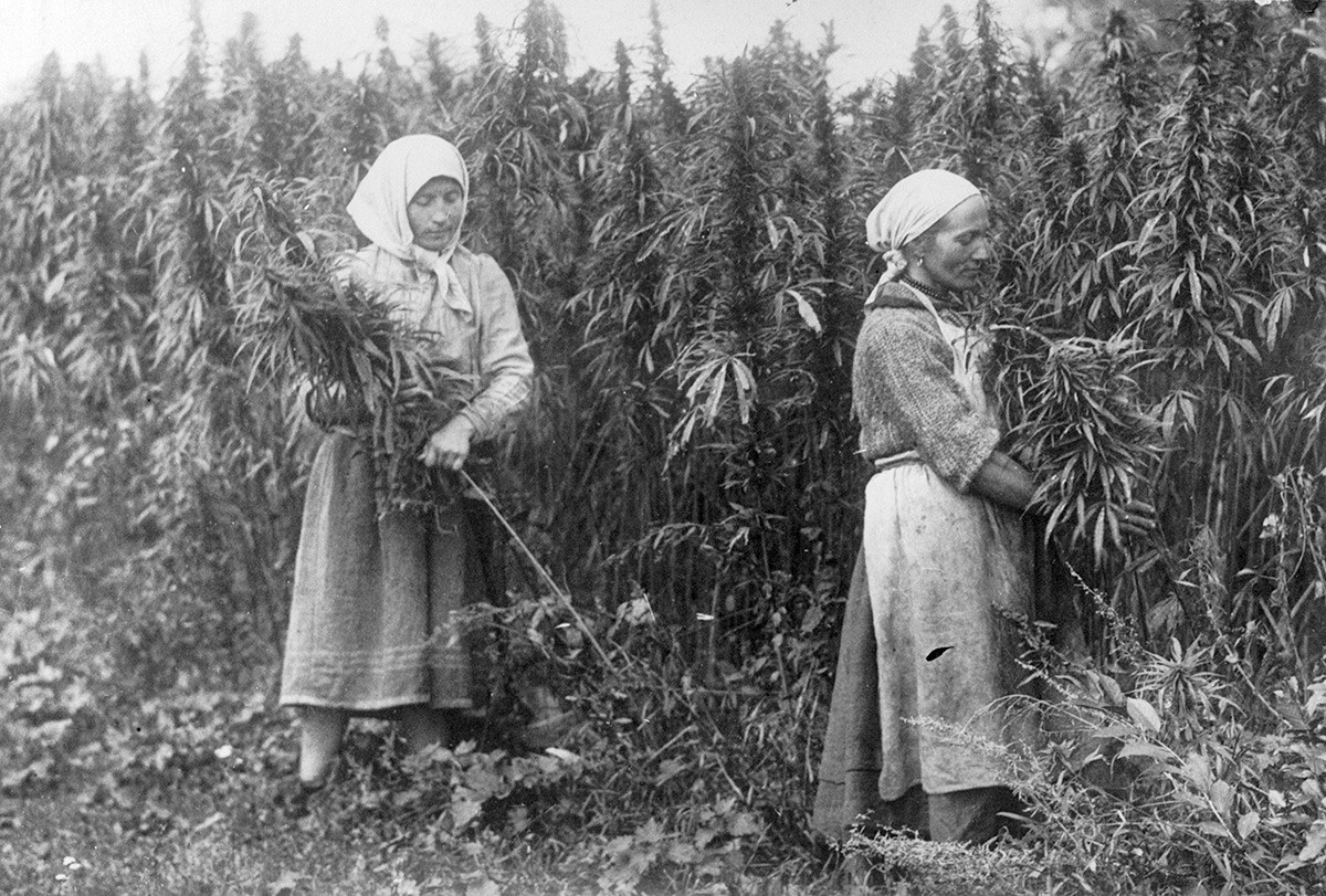 The getting in of the hemp in Russia.