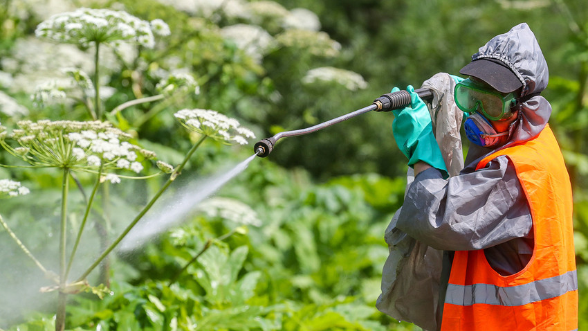 A person in a protective suit kills weed in Moscow Region.