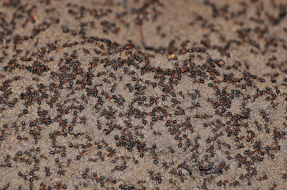 Густината на мравки на „ритчето“ од земја во бункерот беше висока дента кога беа поставени „скалилата“. Фотографијата е направена на 18.09.2016.