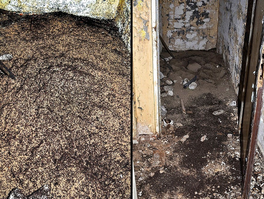 Kolonija mravelj v bunkerju od blizu. Mravlje so preživele tako, da so se hranile z drugimi mrtvimi mravljami iz istega gnezda.

