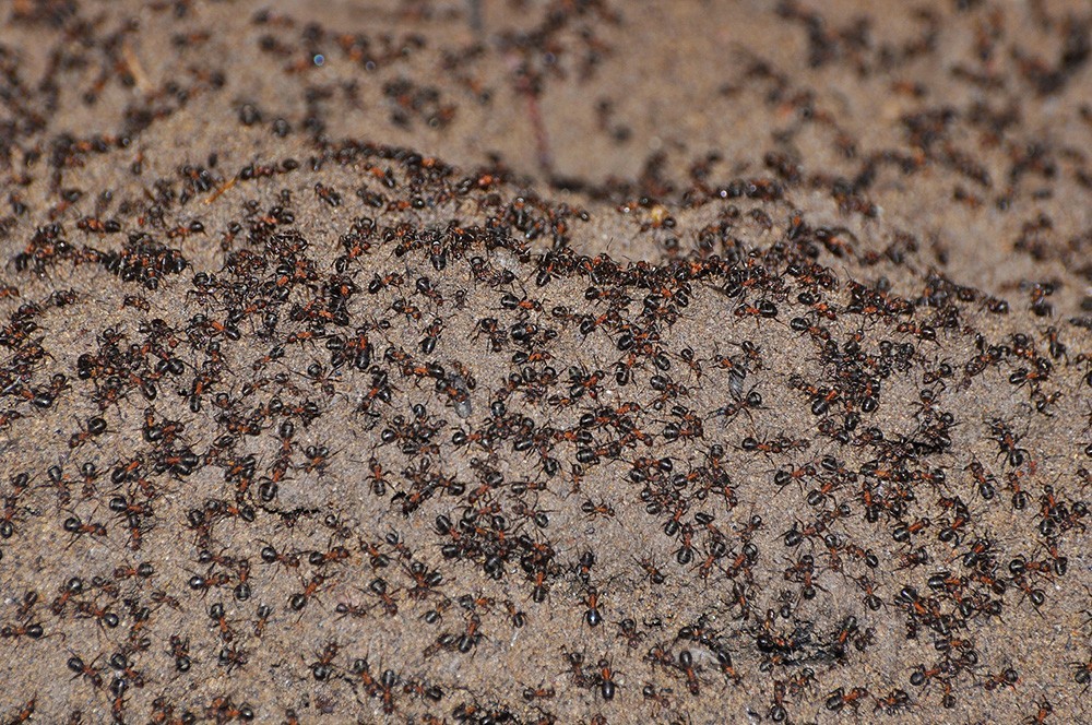 Kupček zemlje v bunkerju, gostota mravelj na dan postavitve »stezice« je bila visoka.


