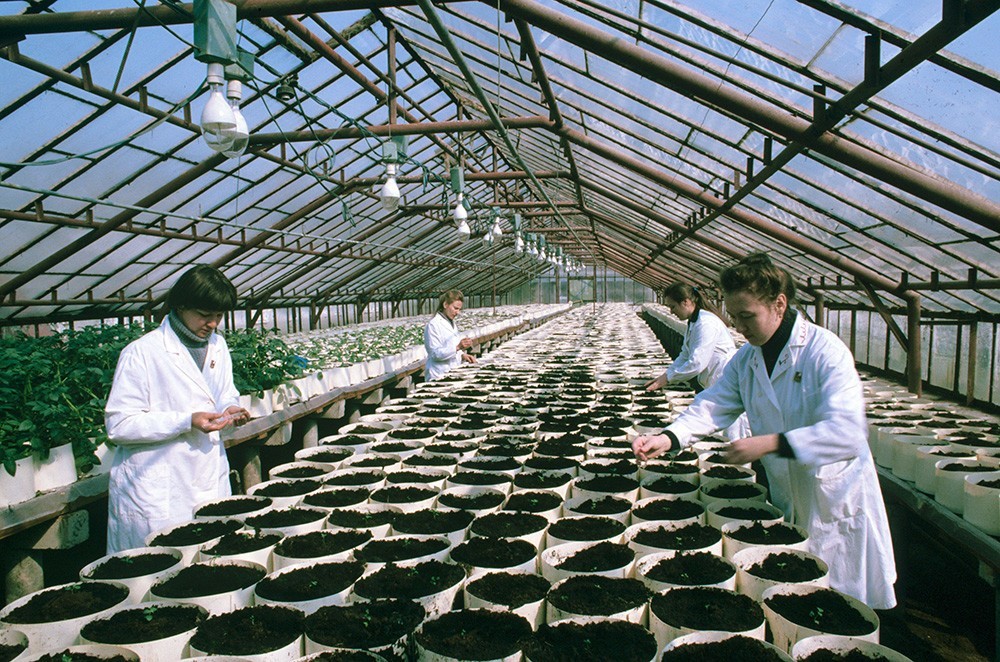 Beloruski Raziskovalni inštitut Reda rdečega prapora dela za gojenje krompirja in hortikulturo, v rastlinjaku za gojenje krompirja, 1984

