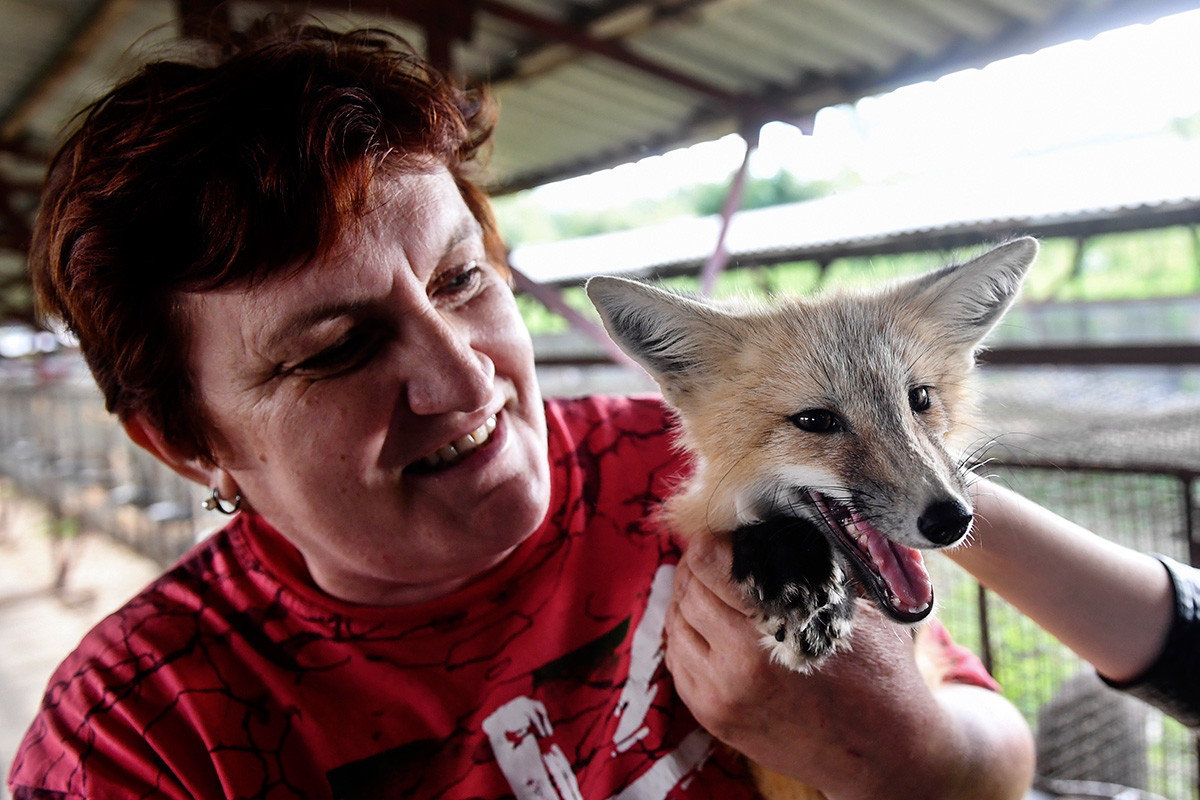 An employee holds a domesticated fox seen in an enclosure at an experimental farm of the Institute of Cytology and Genetics.