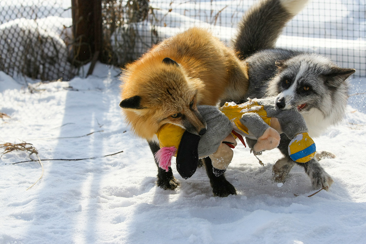 Foxes play at the experimental farm at the Institute of Cytology and Genetics of the Russian Academy of Sciences.