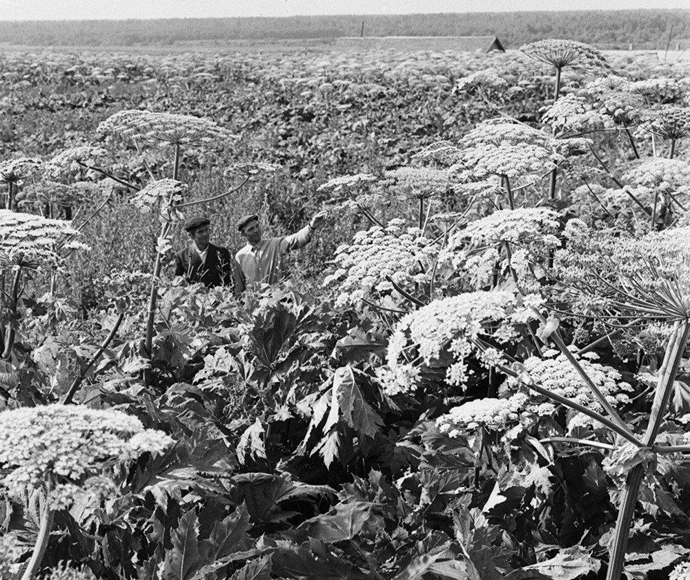 A sovkhoz in the Pskov Region, July 29, 1974