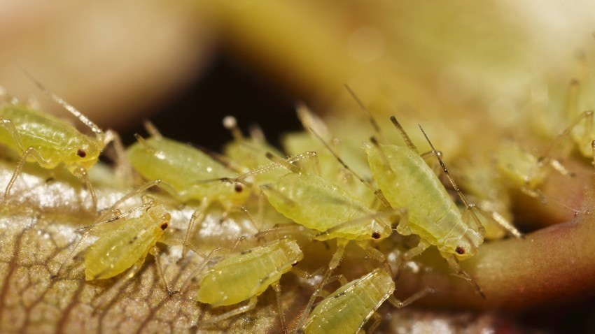 Listne uši (Aphididae). Slika je simbolična.
