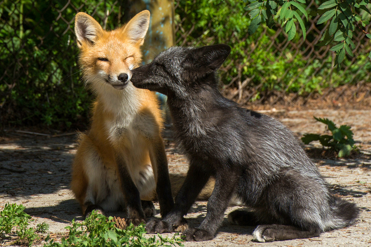 Domestication du renard: l'expérience en danger