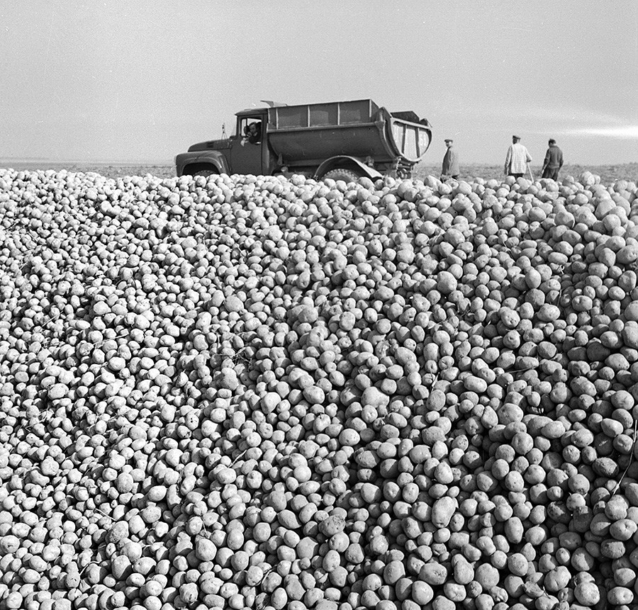 ソフホーズの畑でのジャガイモの収穫。1971年