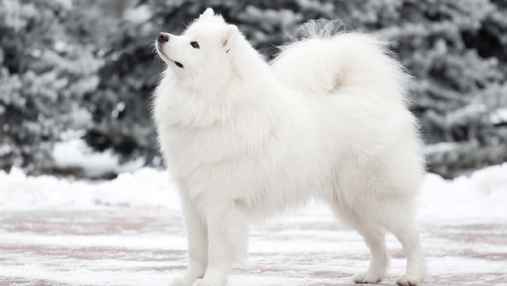 Shutterstock / Legion Media