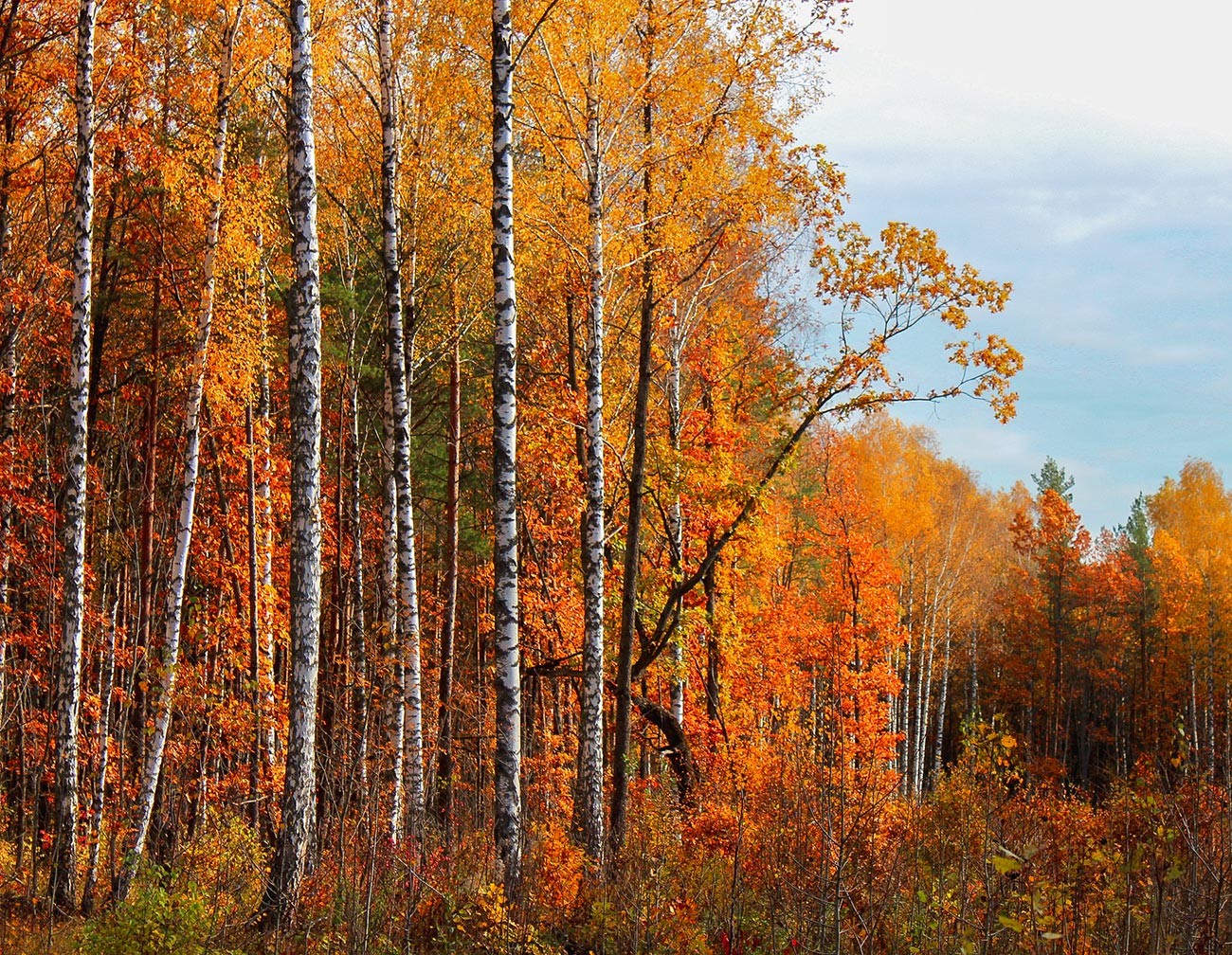 ロシアの森の秋