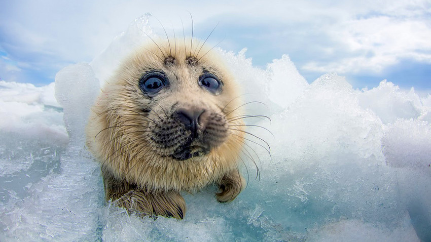 10 unique PHOTOS of wild nature in Russia - Russia Beyond