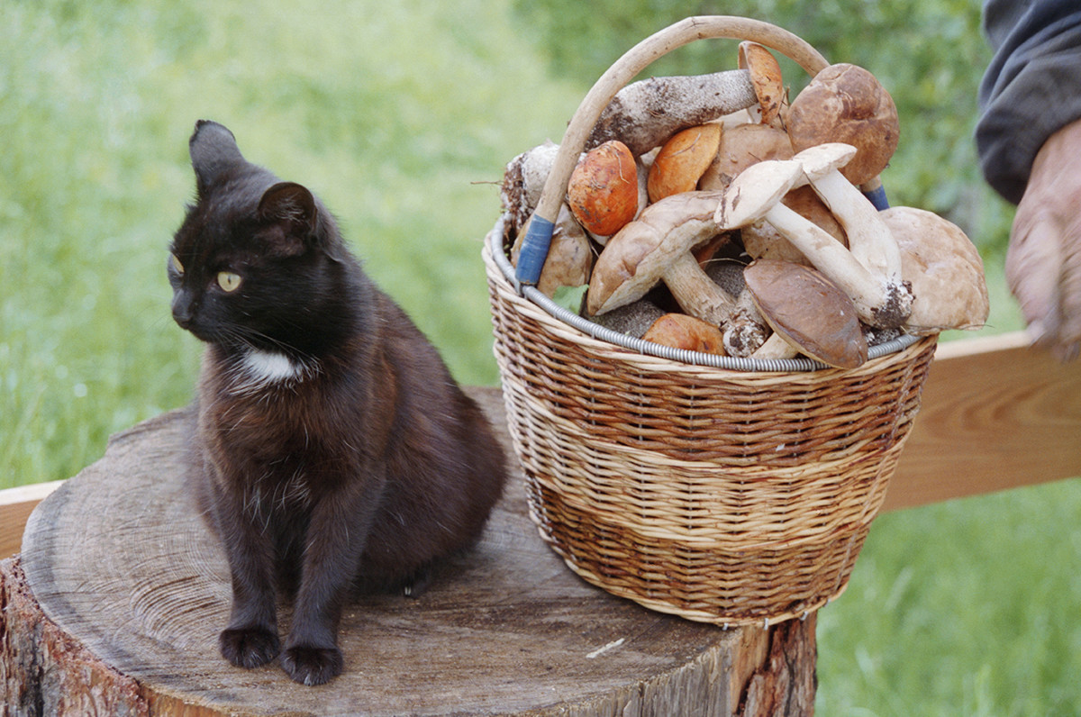 A lukoshko with mushrooms.