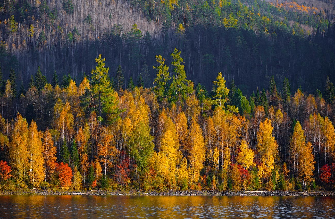 Musim gugur di Krasnoyarsk, Siberia.