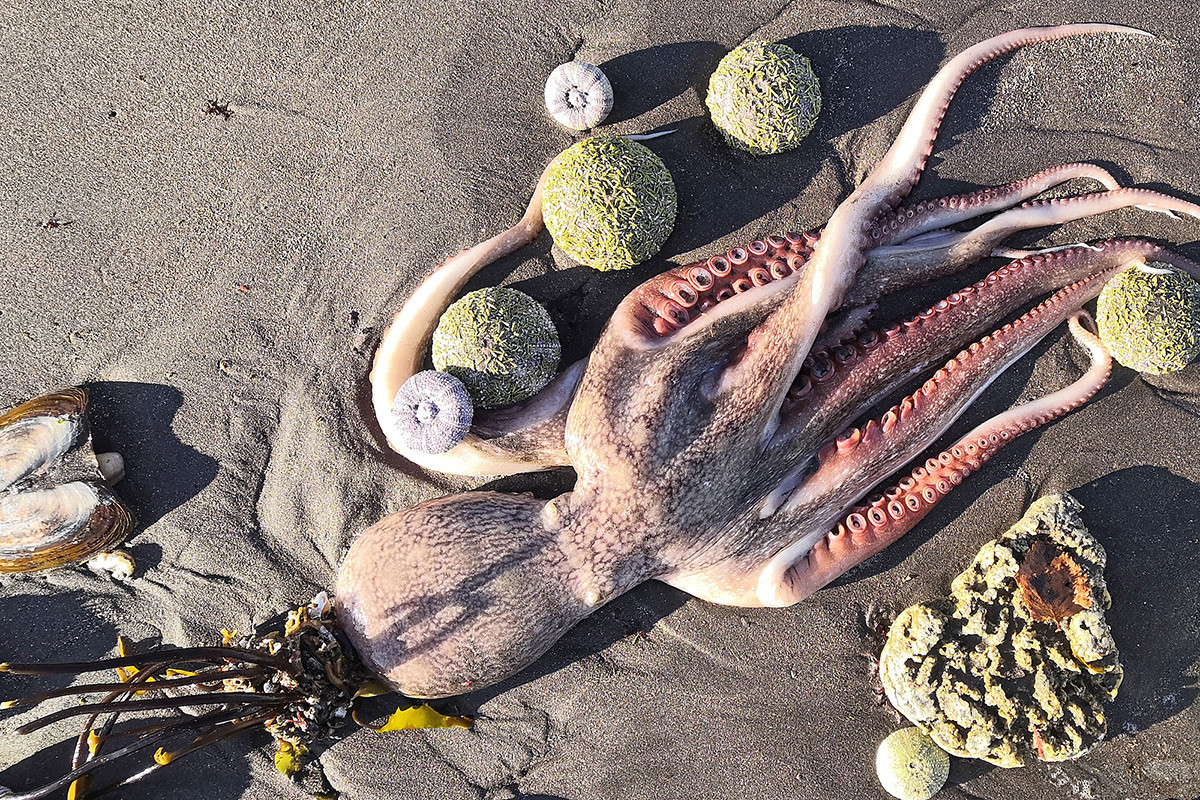 ハラクティルスキービーチにある海洋生物の死骸