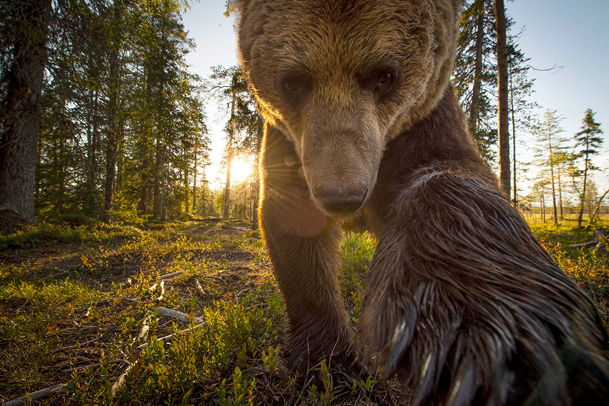  Кафява мечка 