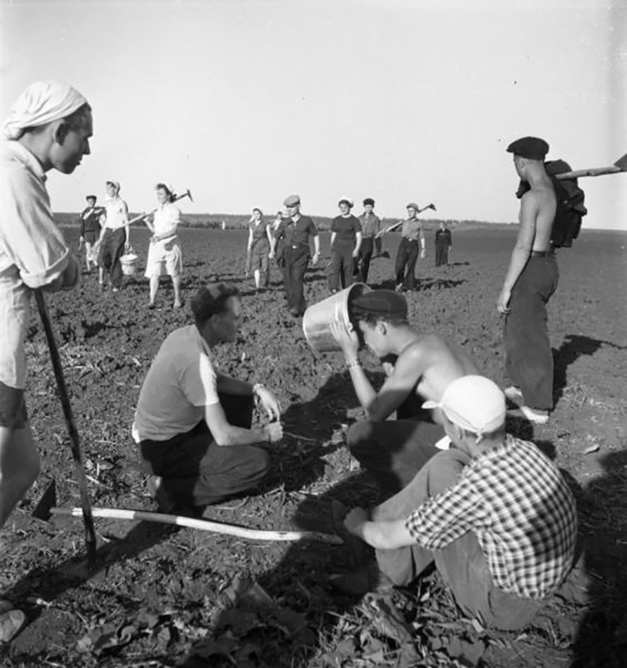 Étudiants travaillant dans un champ de maïs dans la région de Tambov, 1957