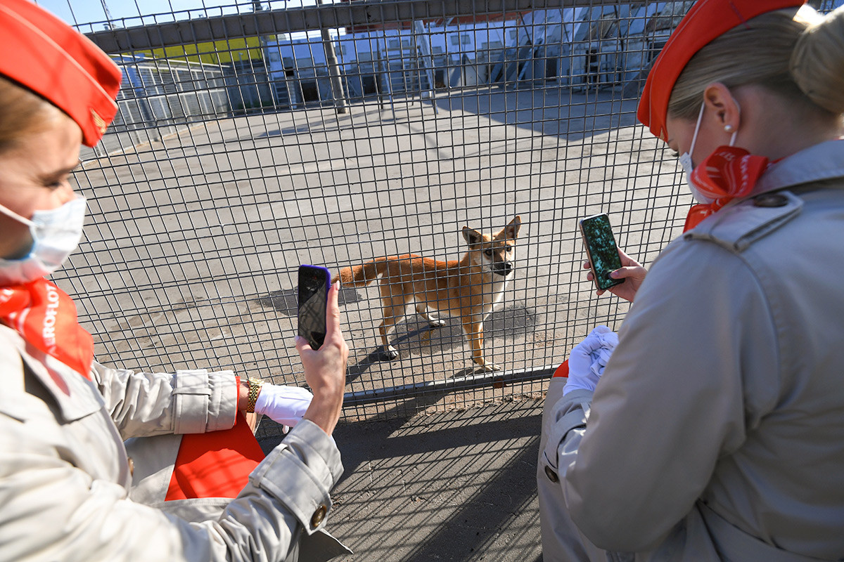 Funcionárias da Aeroflot fotografam cães da raça Shalaika da divisão canina no Aeroporto de Sheremetyevo