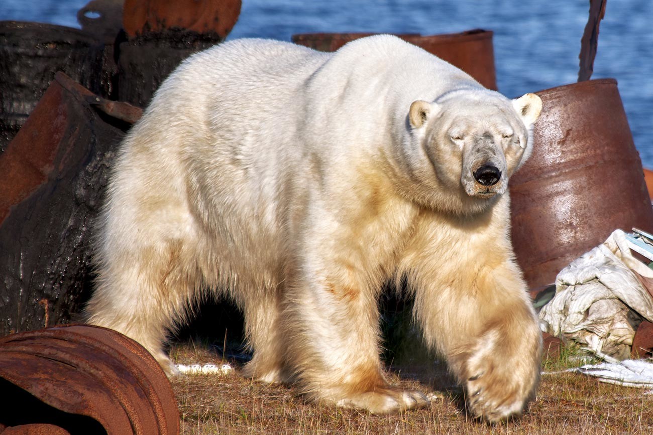 Бели медвед на обали Карског мора у близини насеља Диксон.