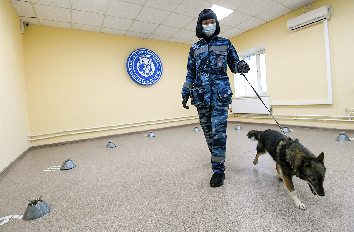 Seorang pawang melatih anjing untuk mendeteksi pengidap COVID-19 di unit anjing Aeroflot, Bandara Sheremetyevo, Moskow, Rusia (1/10).