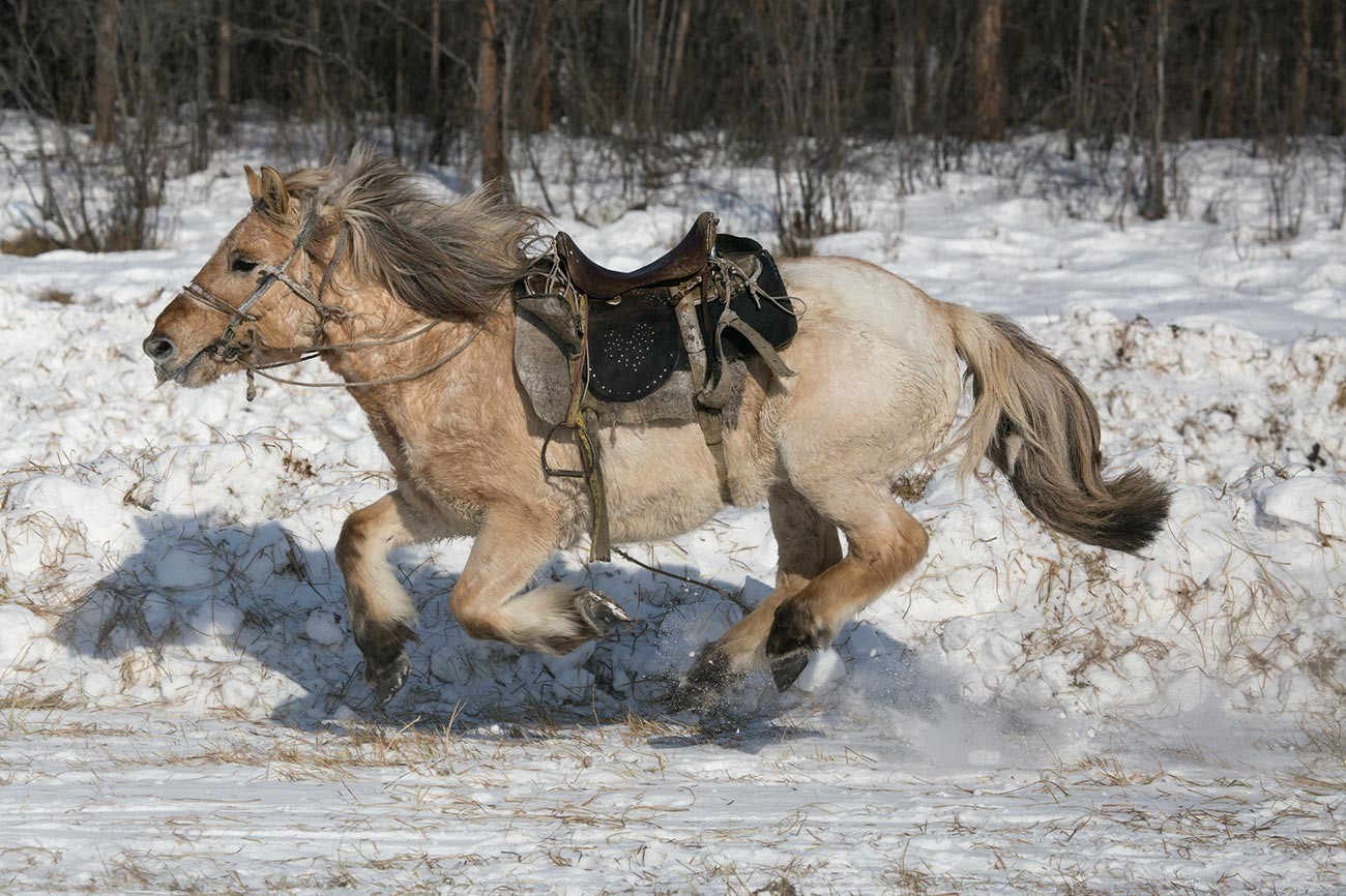 Јакутски коњ