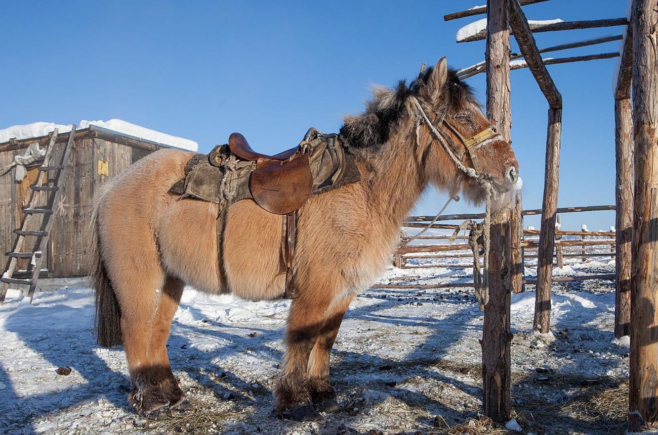 Якутски кон в Оймякон. Тези коне остават навън през зимата, трябва да издържат на температури, които могат да паднат далеч под -60°С, имат невероятна козина и намират храна под снега.