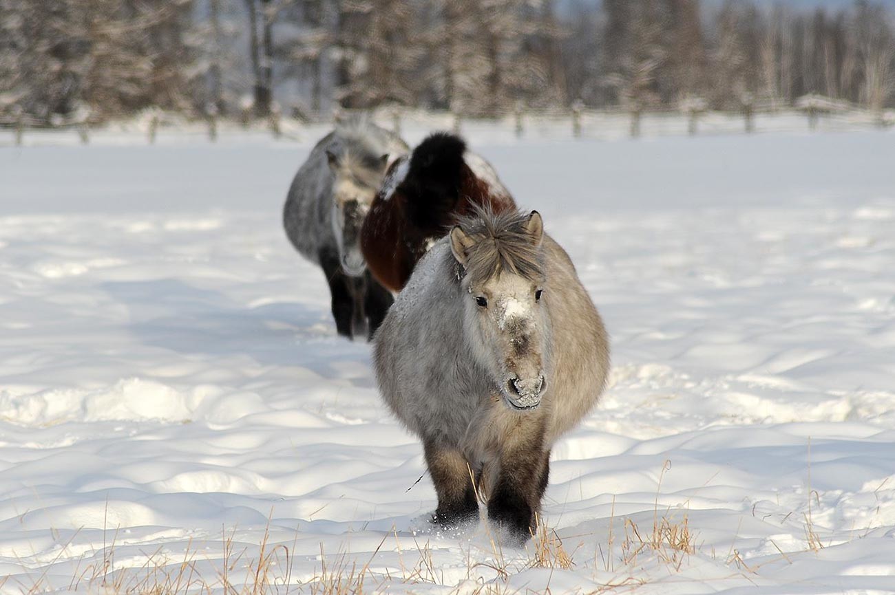 Стадо якутски коне (млади)