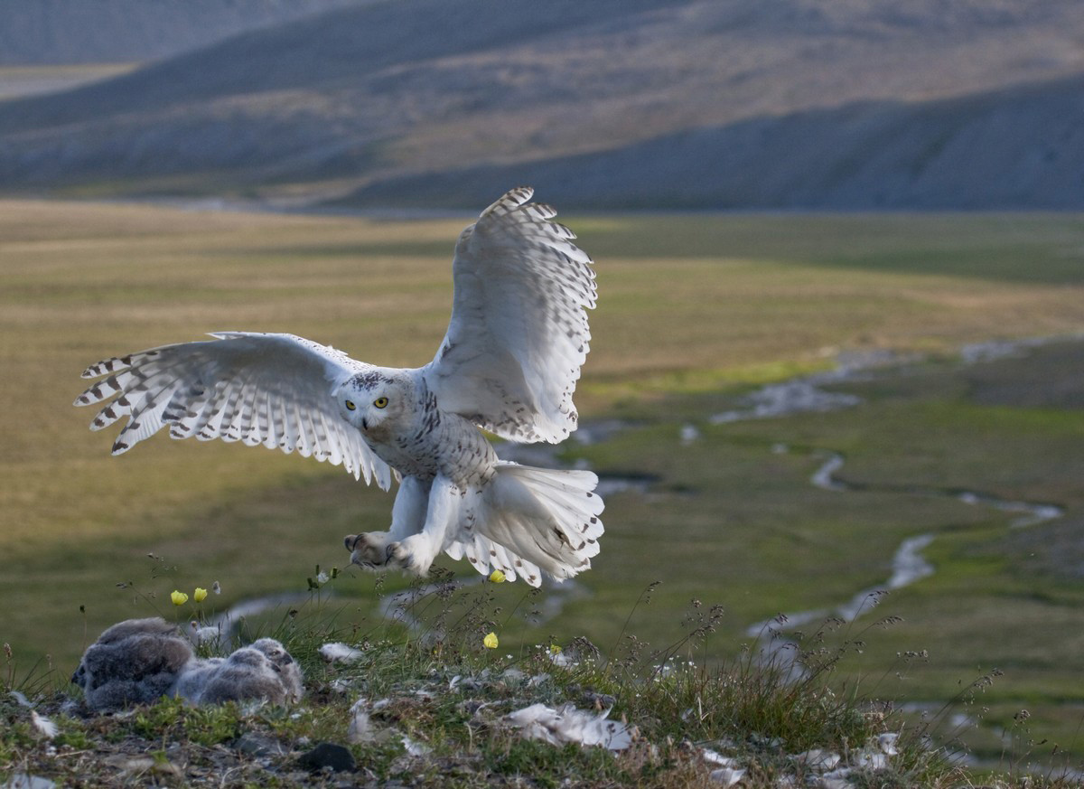 Regreso”, Hembra de búho nival vuela de al tras una caza infructuosa, isla Wrangel