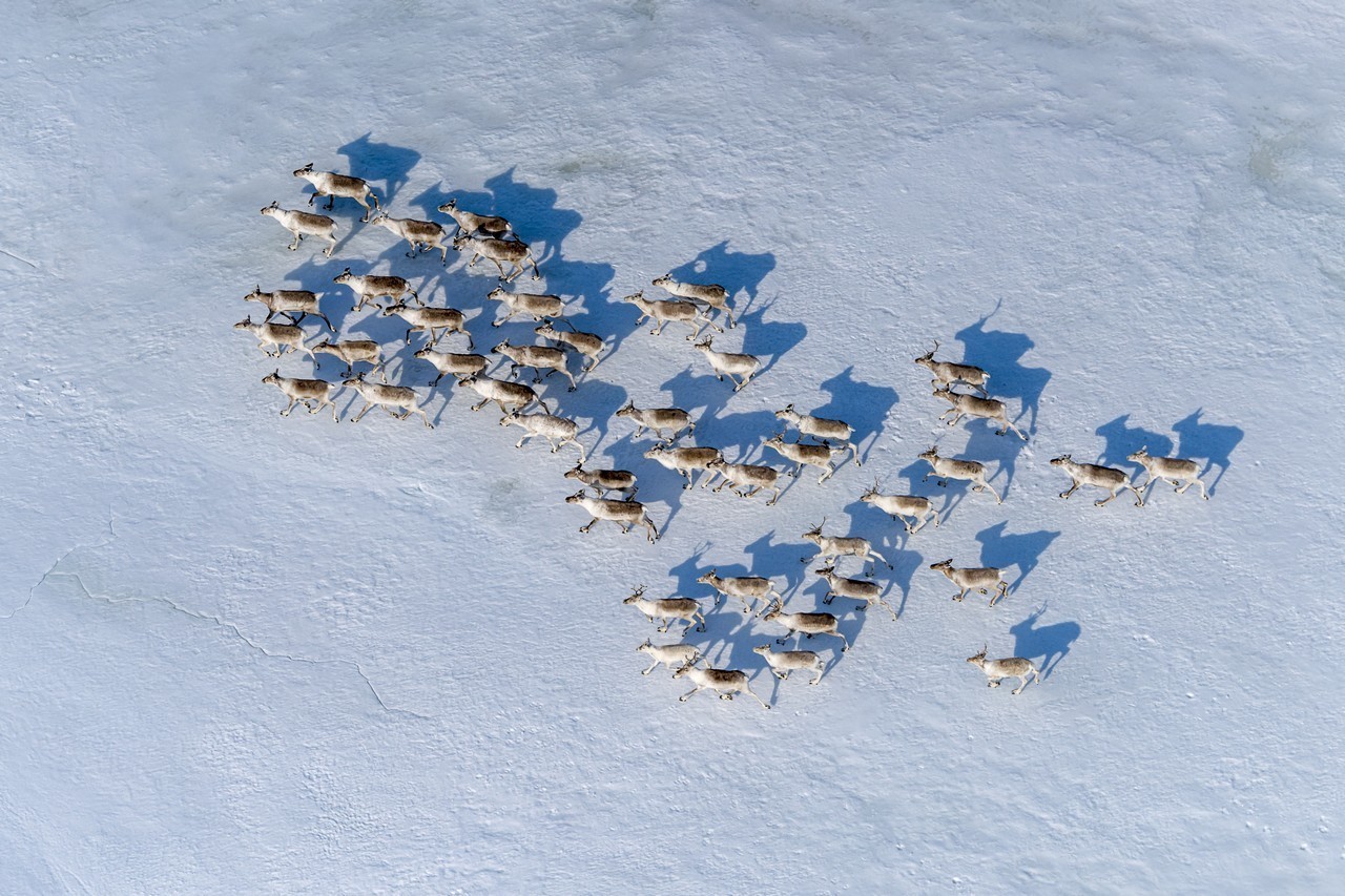 Início da migração das renas do norte no Planalto Putorana