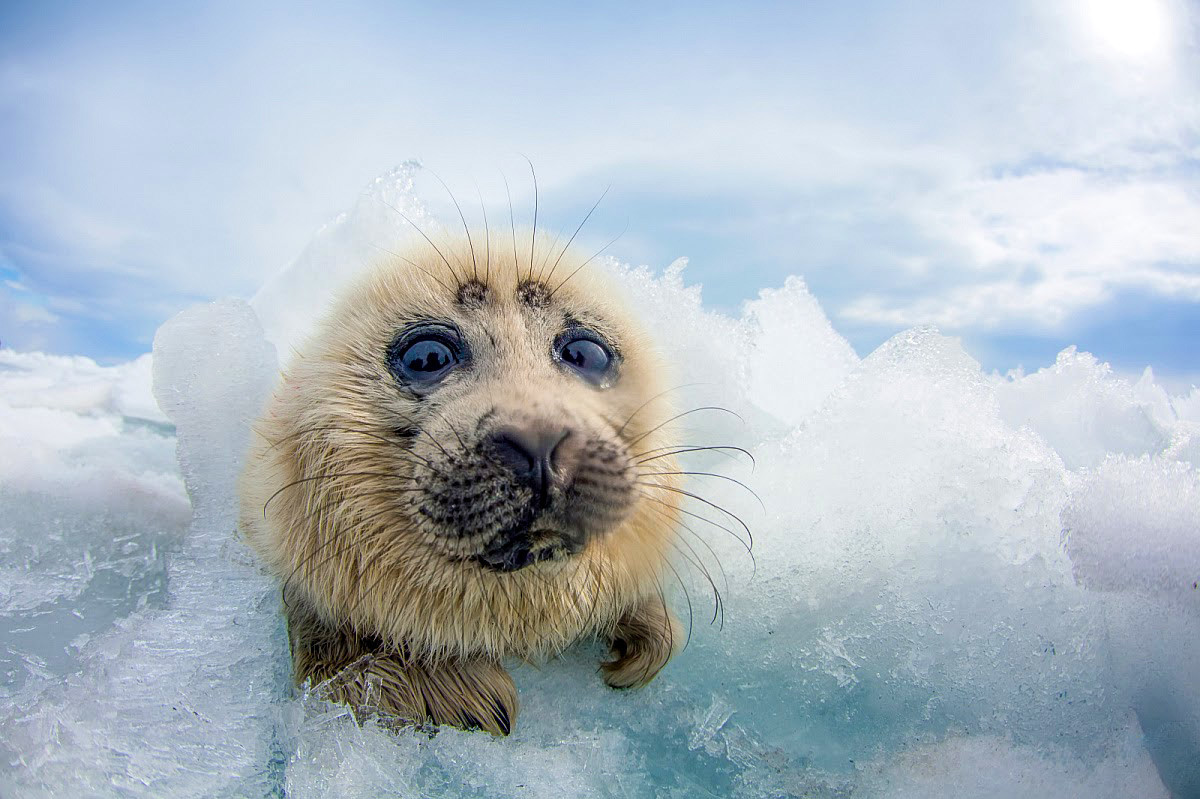 “Kikoriki do Baikal”, uma espécie de foca que só vive no famoso lago Baikal

