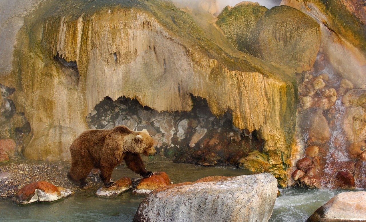 Un ours dans la Vallée des geysers, au Kamtchatka
