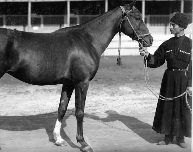 Мужчина в черкеске с газырями демонстрирует коня, которого хочет продать, 1900-ые 