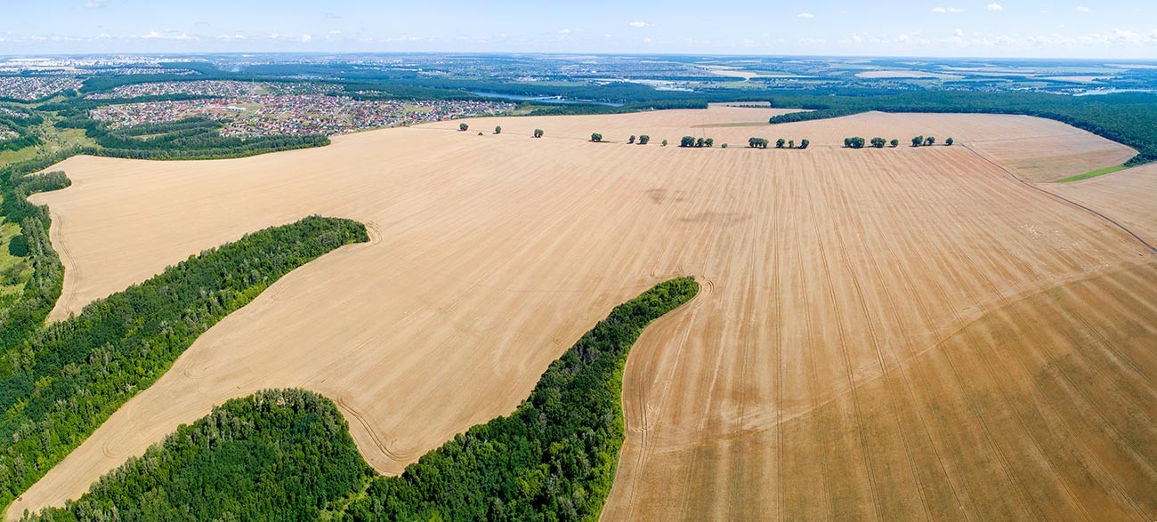 Ripe wheat field from a bird's eye view.