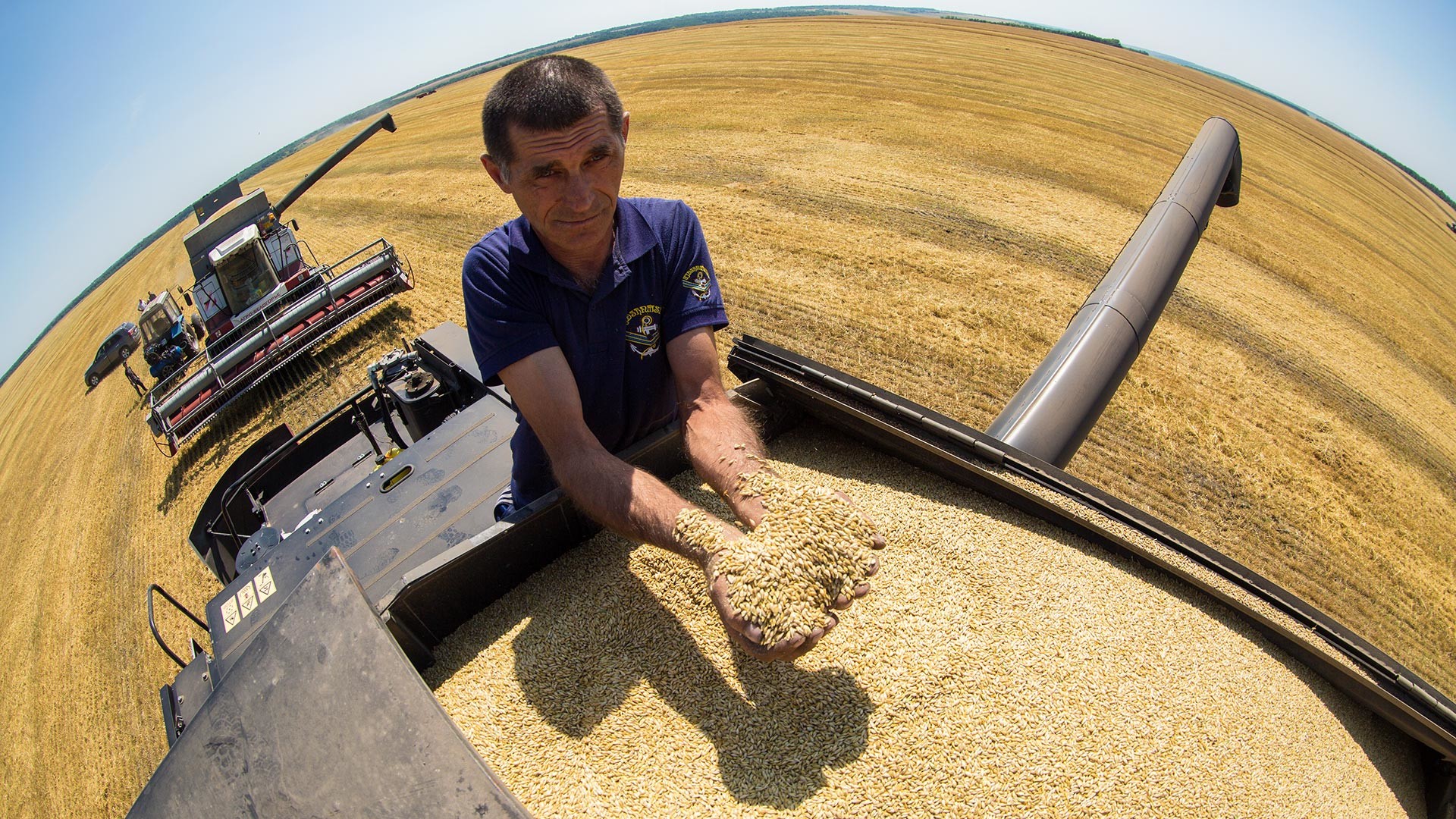 Harvesting combines in a wheat field