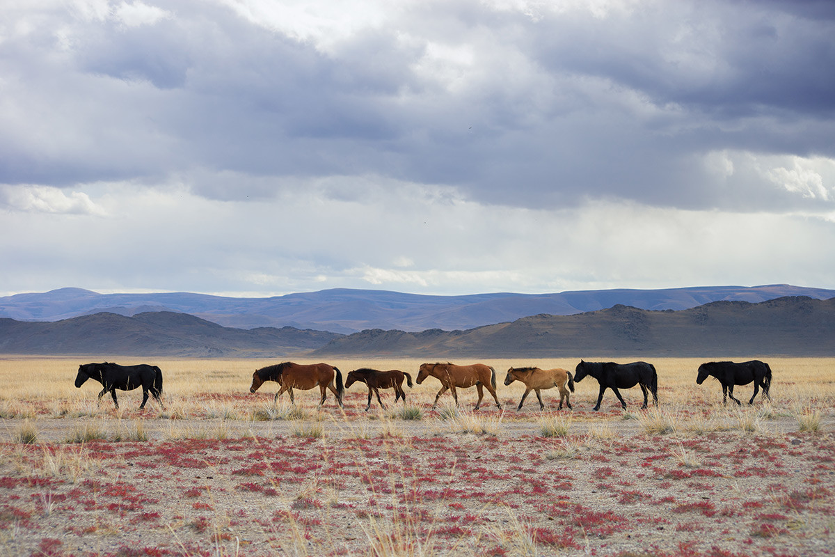 Horses in Kosh-Agach