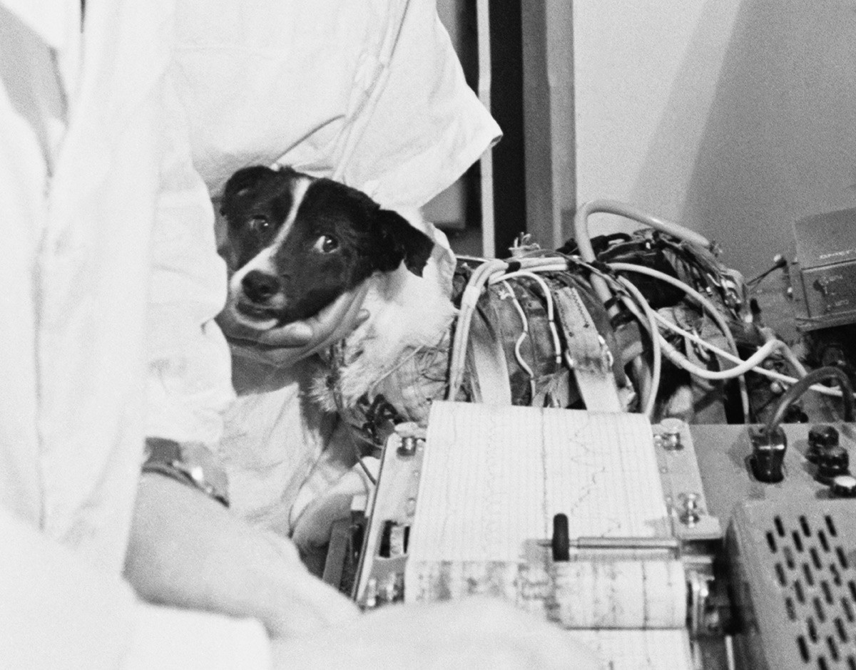 Ветерок за време мерења физиолошких функција после 22-дневног лета у свемирском броду „Космос-110“. СССР, Москва, 17. март 1966.
