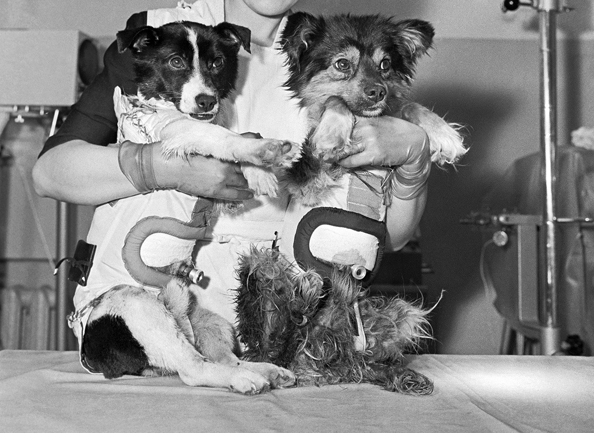Psi Veterok i Ugoljok (slijeva nadesno) u svemirskim kombinezonima na pregledu nakon 22-dnevnog leta u svemirskom brodu 