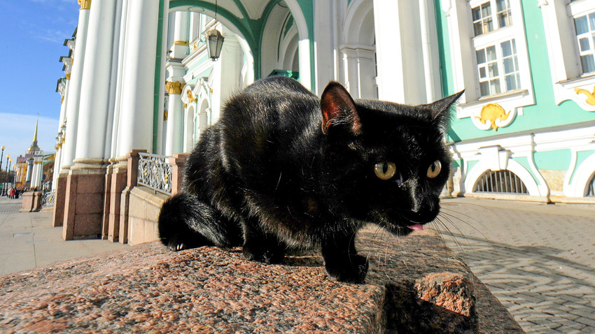 Тази снимка показва котка пред Ермитажа в Санкт Петербург. Ермитажните котки пазят произведенията на музея от мишки.