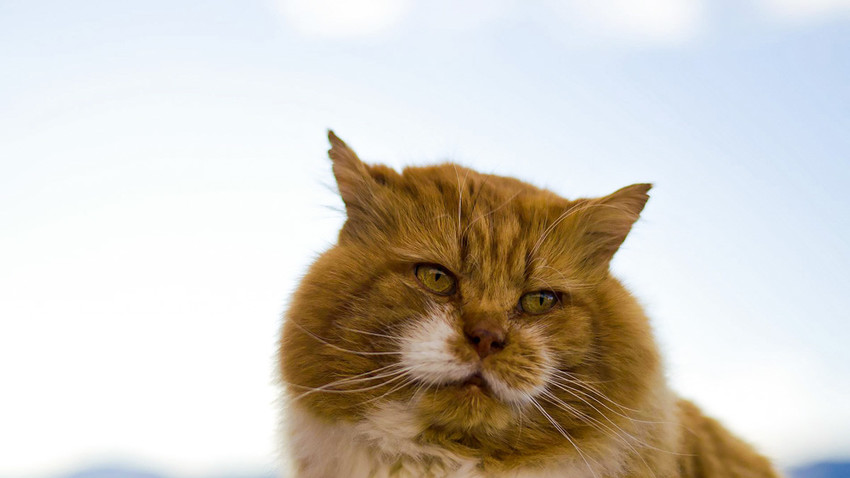 Kerguelen Islands Cats