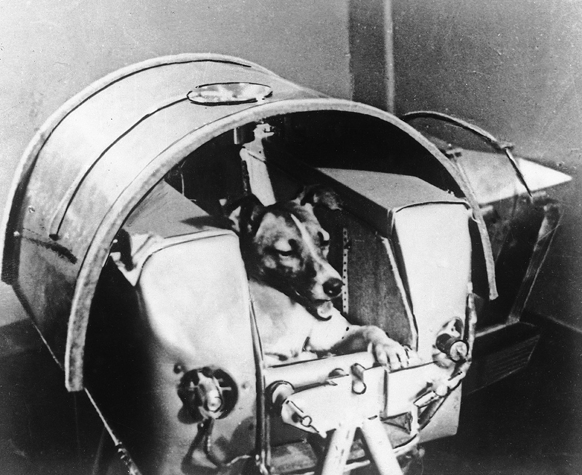 La cagnetta Laika nella sua cabina ermetica, poco prima di essere piazzata nella capsula spaziale con cui sarebbe volata nello Spazio il 3 novembre del 1957