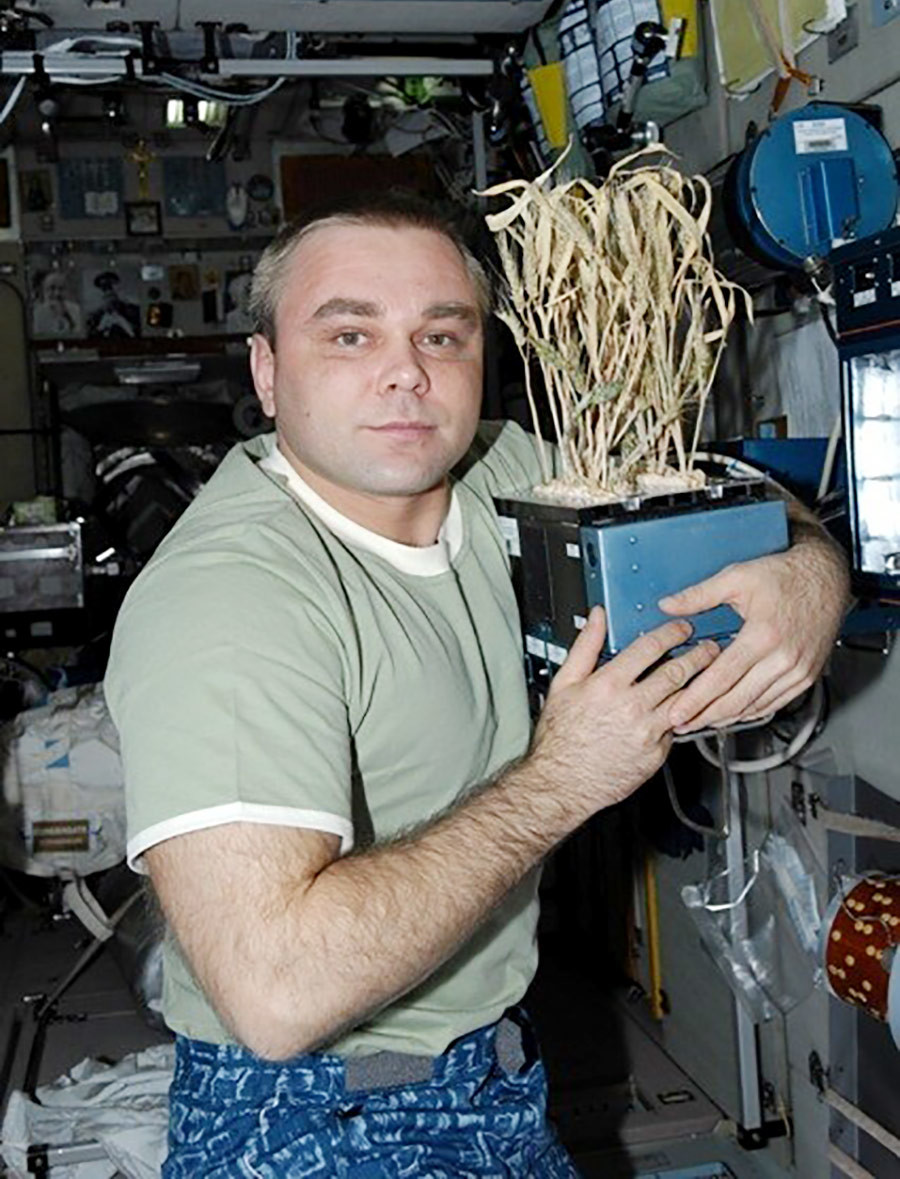 Le cosmonaute Maxim Souraïev et du blé spatial