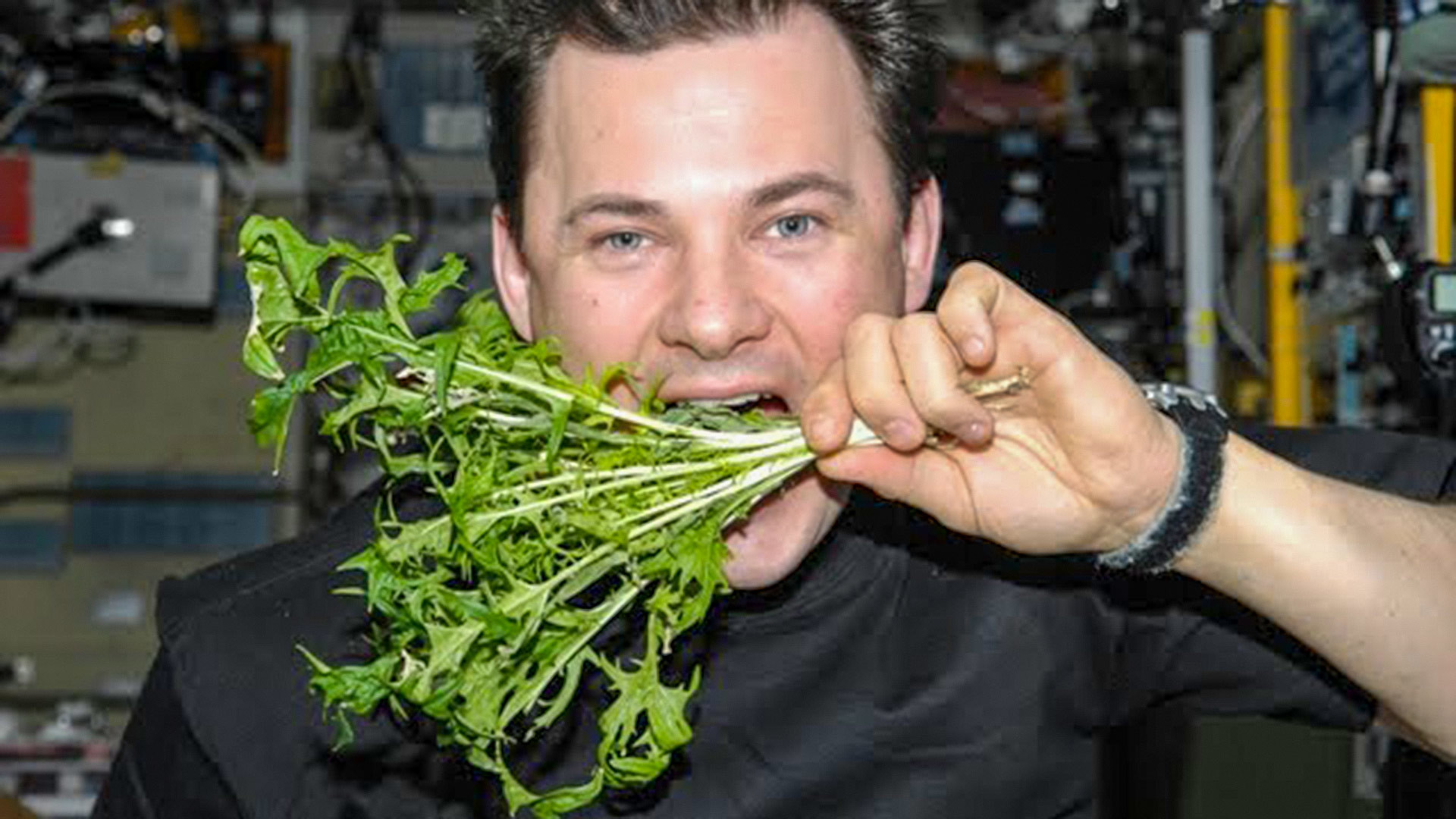 Какой овощ вырастили на космической станции. Растения на МКС. Космонавт и растение. Первый овощ выращенный в космосе. Выращенный в космосе салат.