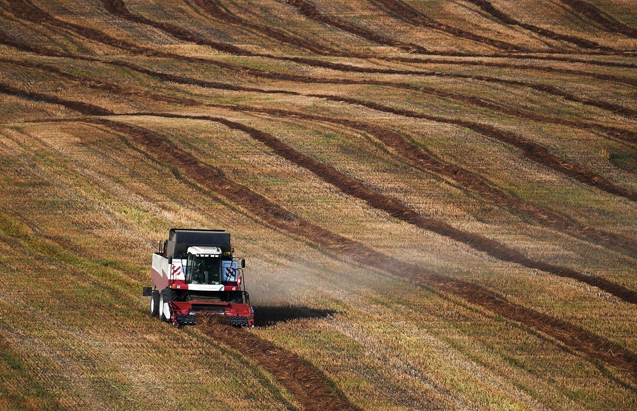 Colheita de trigo sarraceno nos campos da região de Altai.