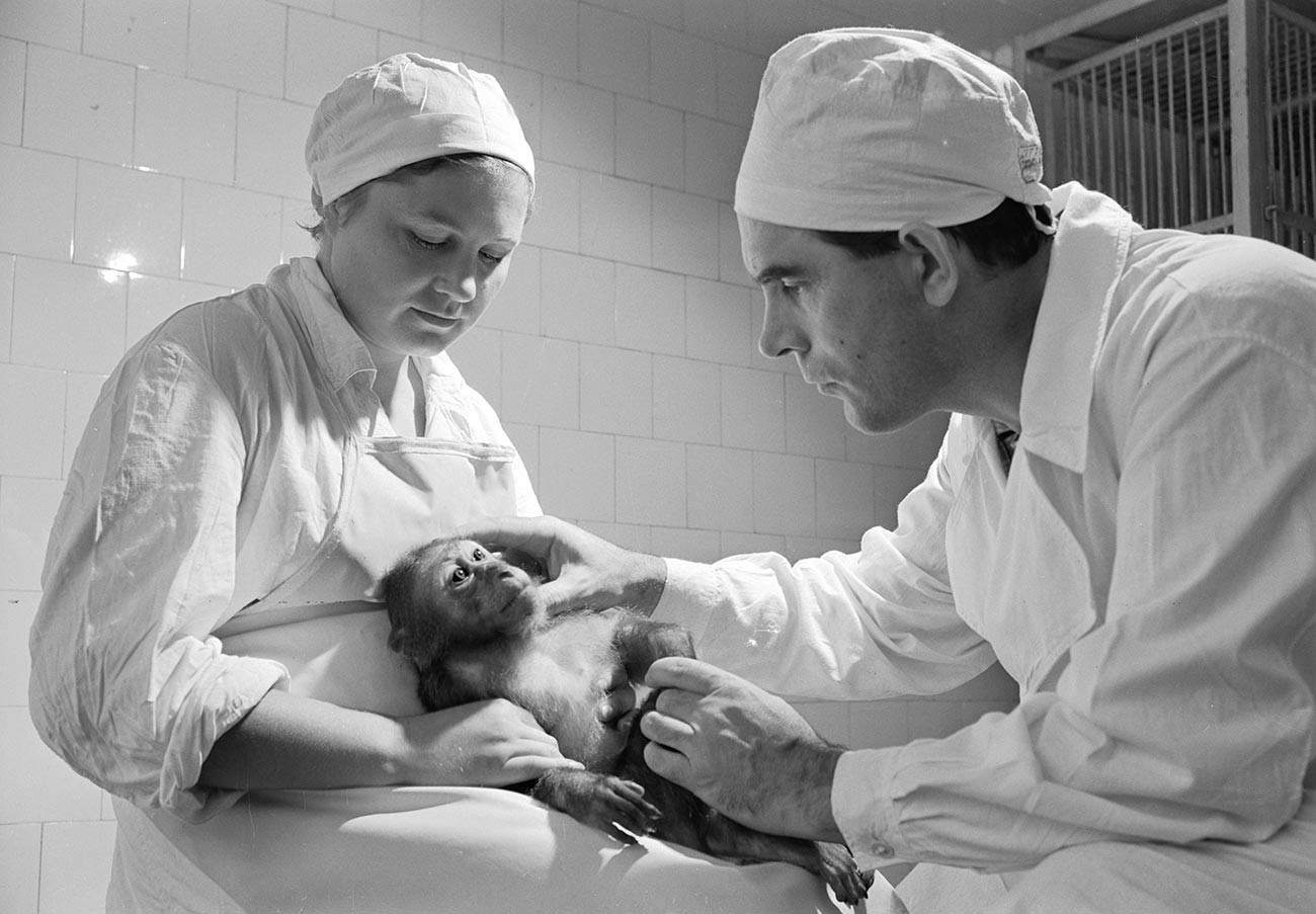 Scientists of the Laboratory for Monkey Experiments examine a monkey before the experimental vaccination in the Institute of Poliomyelitis and Viral Encephalitides of Academy of Sciences of the USSR