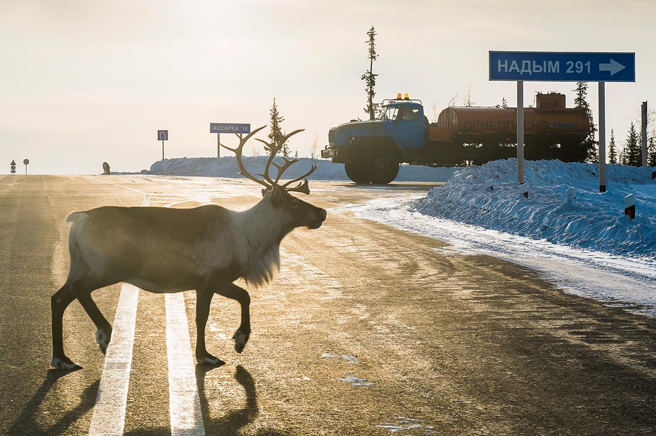A deer on the road. 