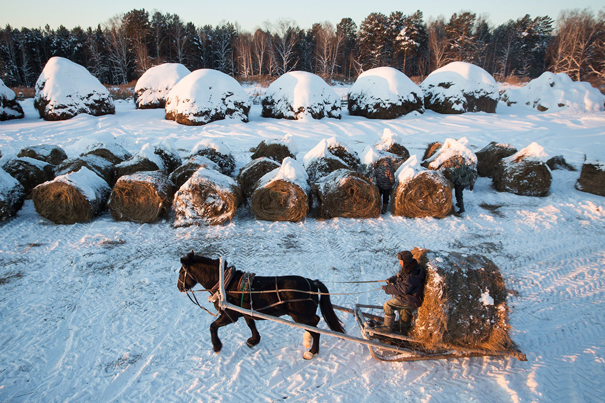冬支度をするシベリア、ウナラ集落の人々