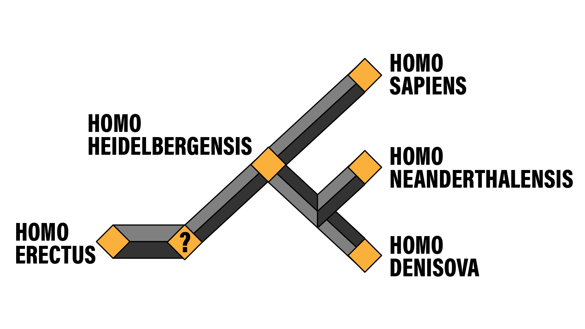 Perkiraan pohon keluarga Homo sapiens dan pendahulunya. Tanda 