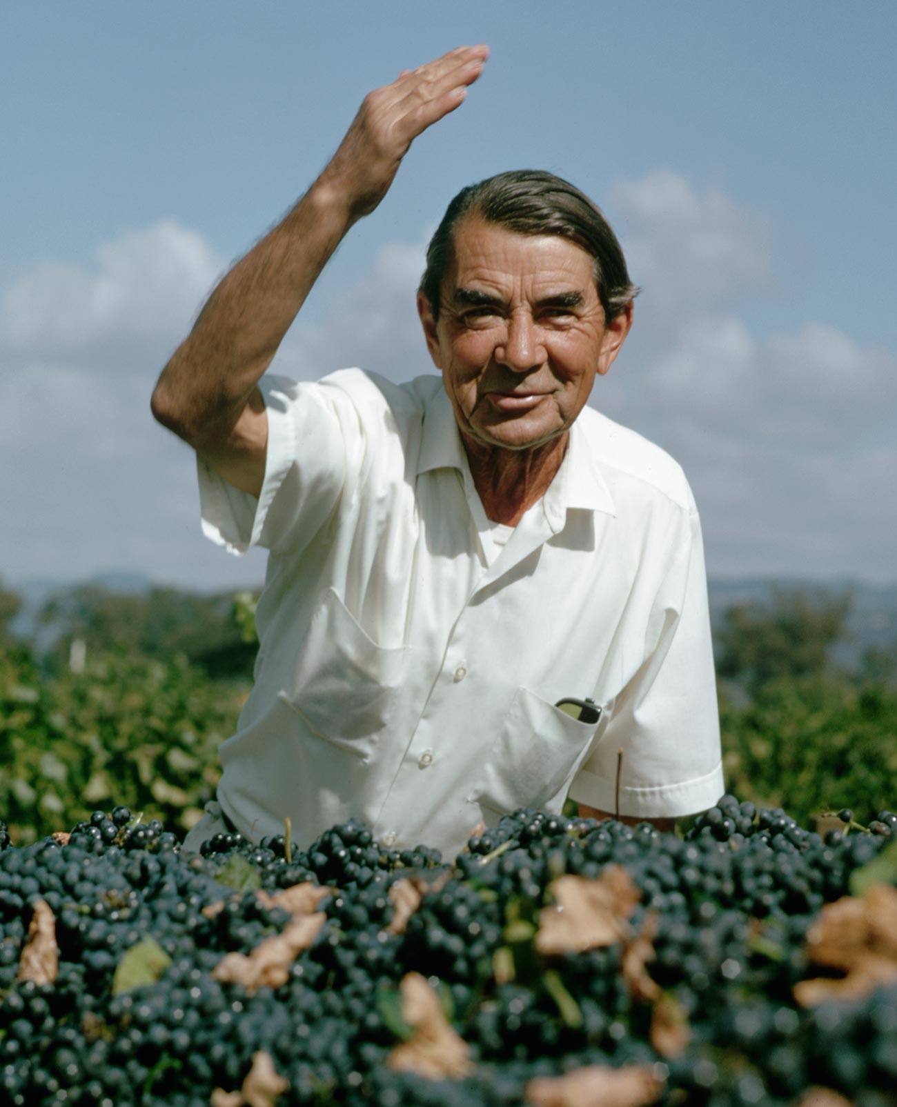 Winemaker André Tchelistcheff.