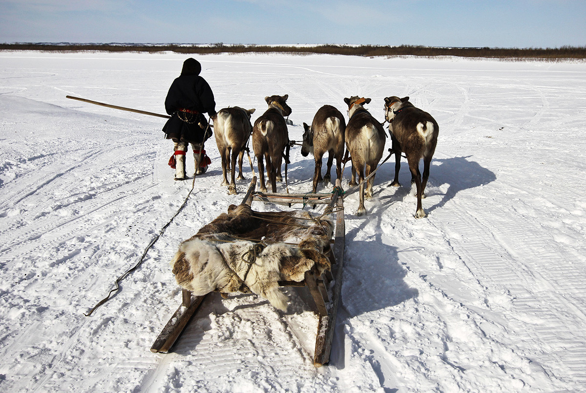 Так выглядят нарты. Поселок Щучье Ямало-Ненецкого автономного округа.